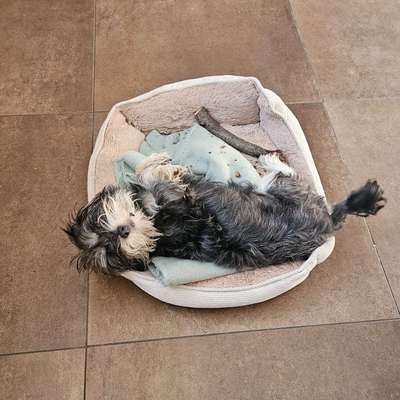 Hundetreffen-🐾 Gemeinsame Gassirunden & Austoben gesucht – Werben / Burg & Umgebung 🐶