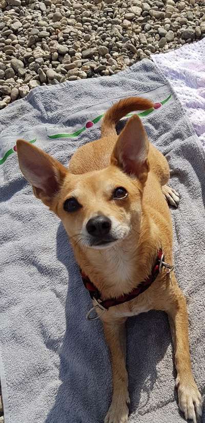 eure Spitznamen für die Vierbeiner-Beitrag-Bild