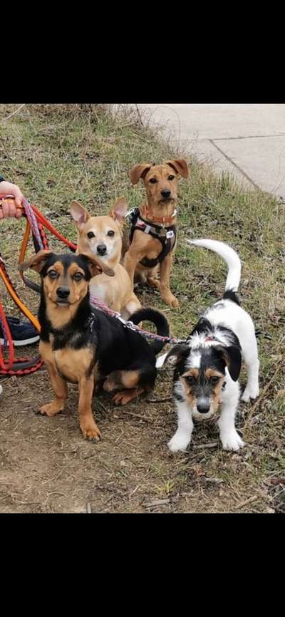 Die Dogorama Monats Challenge "Es grünt und blüht"-Beitrag-Bild