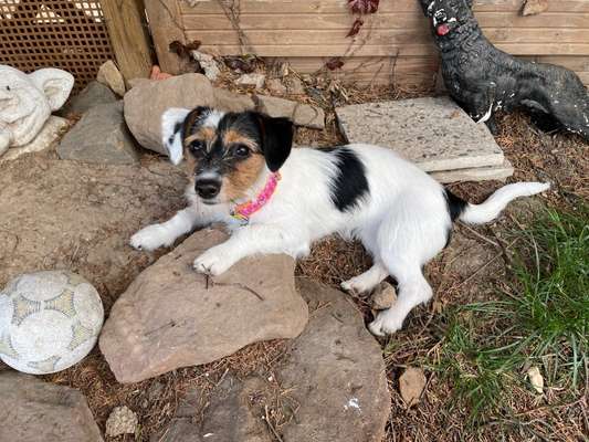 Die Dogorama Kalender Challenge 4/4-Beitrag-Bild