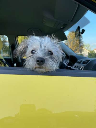 FOTOCHALLENGE 70 - Dein Hund im Auto-Beitrag-Bild