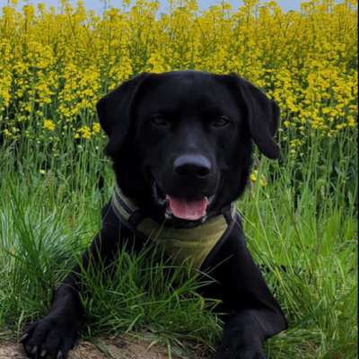 Hundetreffen-Hundefreundinnen-Bild