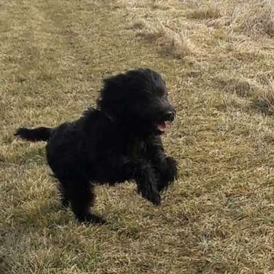 Giftköder-professionelles Hundetraining-Bild