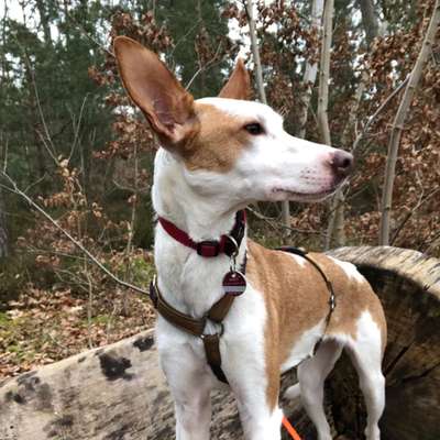 Auslandstierschutz-Beitrag-Bild