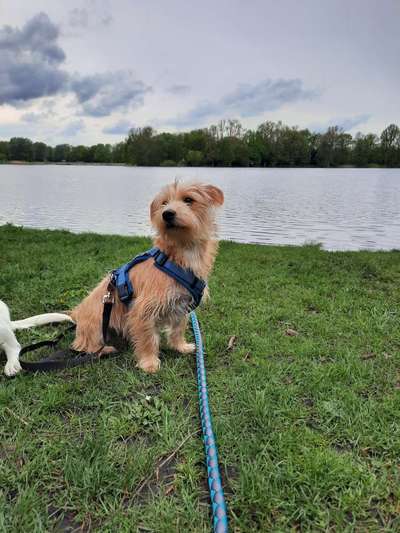 Dogorama-Monats-Challenge-Mai "Wasser"-Beitrag-Bild