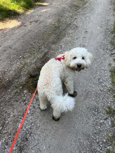 Hundetreffen-Freunde für Booni :)-Bild