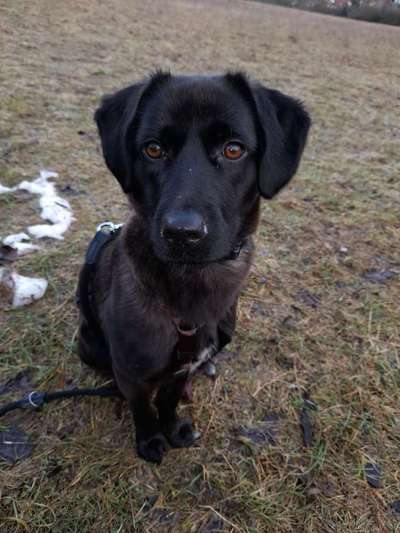 Tierschutzhund ist meine Lieblingsrasse-Beitrag-Bild