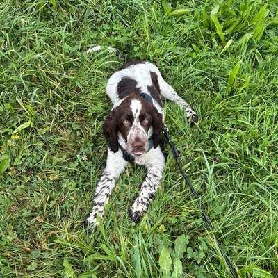 Hundetreffen-Spielfreunde & Sozialisierung gesucht 🐾🤎-Bild