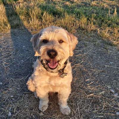 Dein Hund im Dogorama-Kalender 2021-Beitrag-Bild