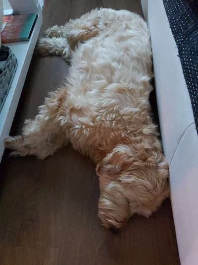 Wuschelhunde gesucht-Beitrag-Bild