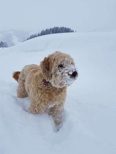 Dein Hund im Dogorama-Kalender 2021-Beitrag-Bild