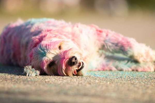 Dein Hund im Dogorama-Kalender 2021-Beitrag-Bild