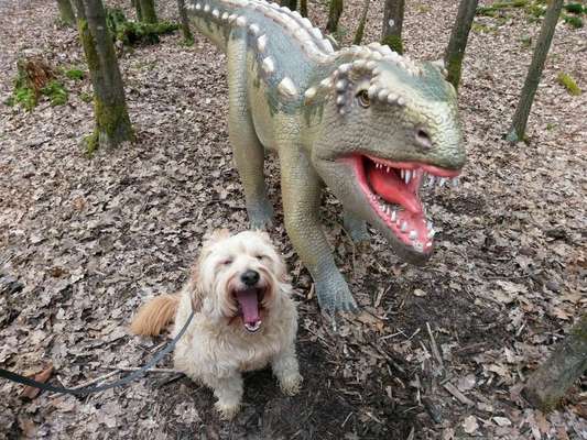 Dein Hund im Dogorama-Kalender 2021-Beitrag-Bild