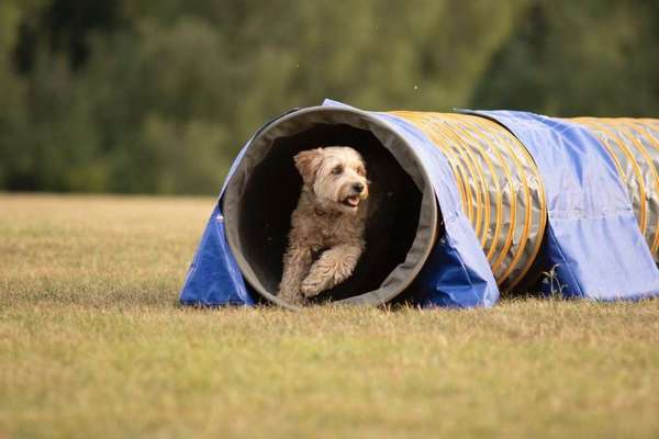 Dein Hund im Dogorama-Kalender 2021-Beitrag-Bild