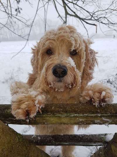 Dein Hund im Dogorama-Kalender 2021-Beitrag-Bild