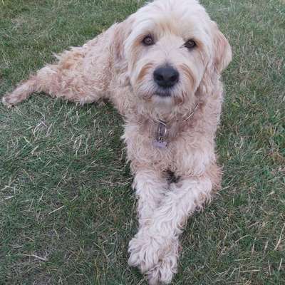 Dein Hund im Dogorama-Kalender 2021-Beitrag-Bild