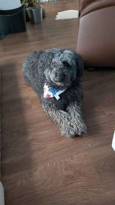 Fellpflege Wasserhund-Beitrag-Bild