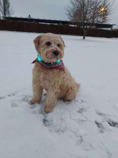 Wuschelhunde gesucht-Beitrag-Bild