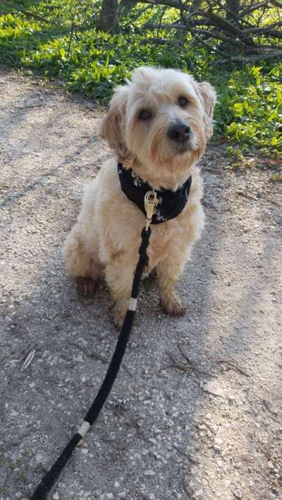 Dein Hund im Dogorama-Kalender 2021-Beitrag-Bild