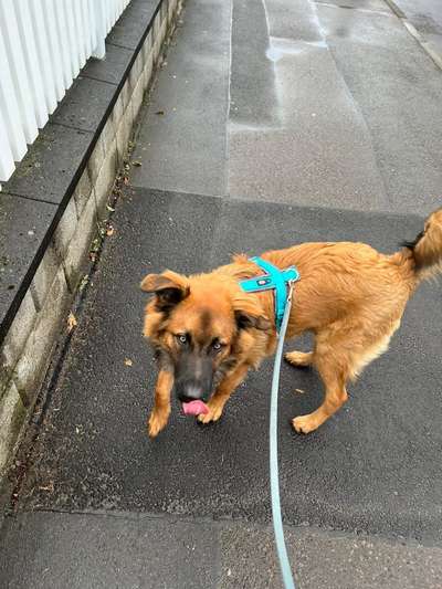 Deutsche Schäferhunde, Belgische Schäferhunde.-Beitrag-Bild