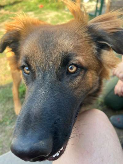 Fotosammlung: ,,Der natürliche Hund" Unbearbeitet, ungestellt und in Natura-Beitrag-Bild