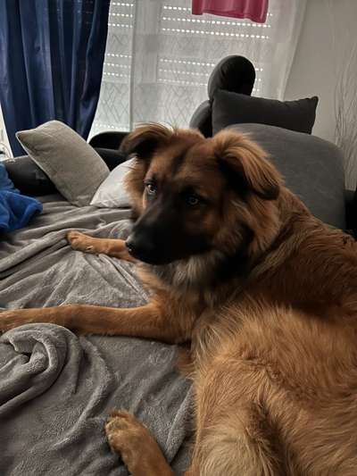 Fotosammlung: ,,Der natürliche Hund" Unbearbeitet, ungestellt und in Natura-Beitrag-Bild