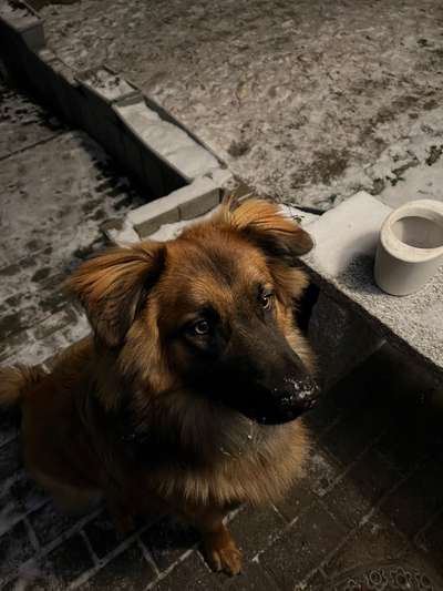 Mischlingshunde Foto Aufruf-Beitrag-Bild