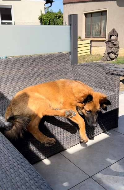 Fotosammlung: ,,Der natürliche Hund" Unbearbeitet, ungestellt und in Natura-Beitrag-Bild