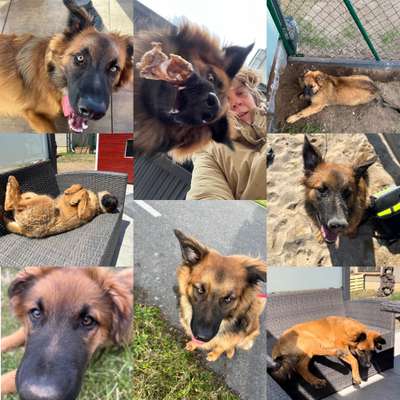 20. Collagen Challenge - "Lustige Schnappschüsse"-Beitrag-Bild