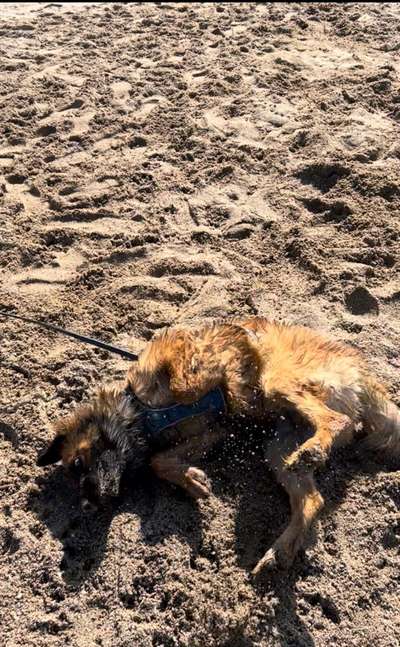 Dogorama Photo Challenge - Wälzen-Beitrag-Bild