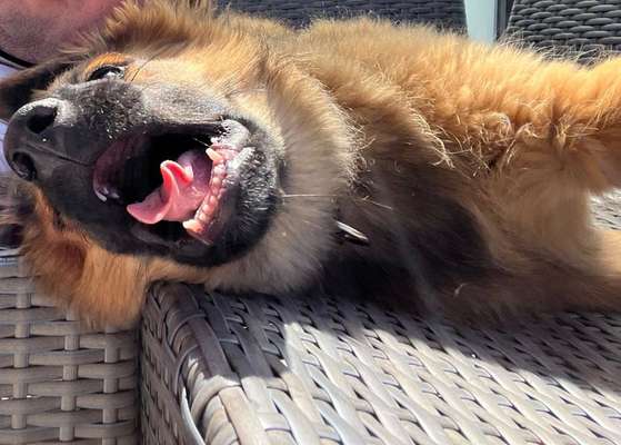 146. Foto Challenge: Maulaufreisser-Beitrag-Bild