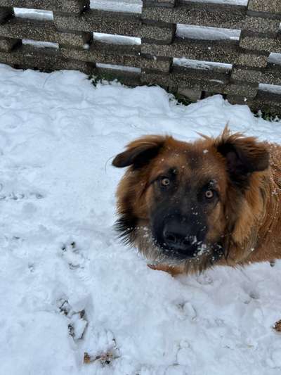 Fotosammlung: ,,Der natürliche Hund" Unbearbeitet, ungestellt und in Natura-Beitrag-Bild