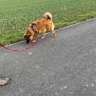 Hundetreffen-Rex sucht Freunde zum Gassi gehen, spielen und toben erwünscht-Bild