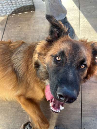 Dogorama Photo Challenge - Portrait-Beitrag-Bild