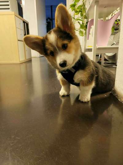 Welpen Bilder !-Beitrag-Bild