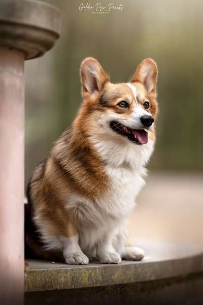 aktuelles Foto Gruppe Corgis 🐾 Welsh Corgi Pembroke & Cardigan | Das Original