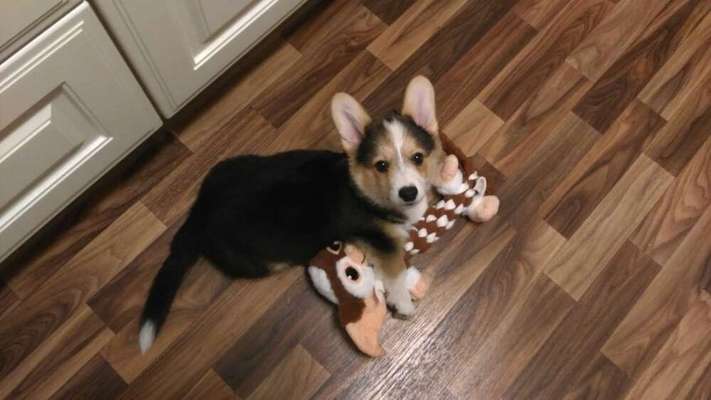 Wie heißt dein Hund?-Beitrag-Bild