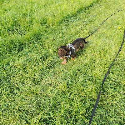 Hundetreffen-Suchen neue Hundefreunde zum beschnuppern und gemeinsam Gassi gehen-Bild