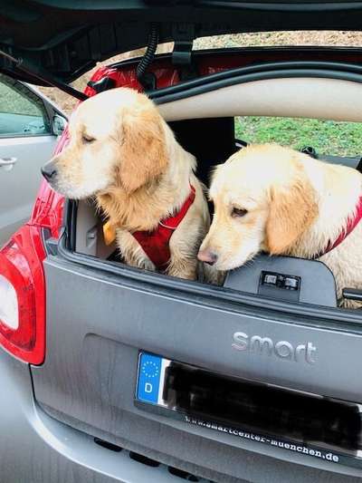 Die Dogorama Wochen Challenge "Friends will be Friends"-Beitrag-Bild