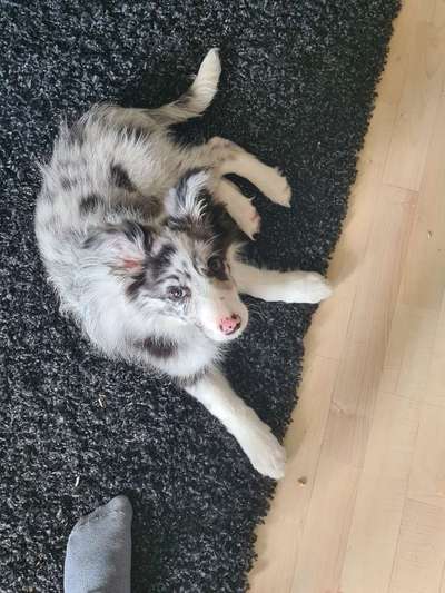 Welpen Bilder !-Beitrag-Bild