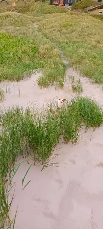 Urlaubsempfehlungen Dänemark-Beitrag-Bild