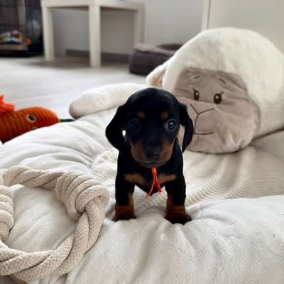 Hundetreffen-Welpentreffen-Bild