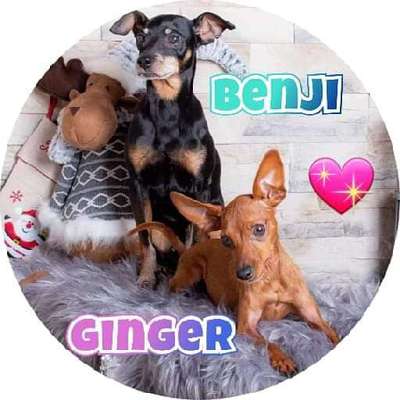 Zeichnungen eurer Hunde-Beitrag-Bild