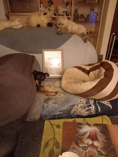 Hier ist der Spaßthread. Zum Schmunzeln und Kaputtlachen-Beitrag-Bild