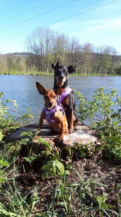 Die Dogorama Kalender Challenge 4/4-Beitrag-Bild