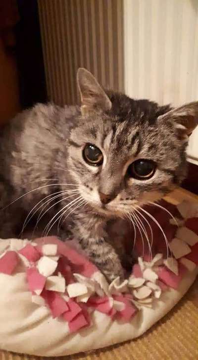 Zeichnungen eurer Hunde-Beitrag-Bild