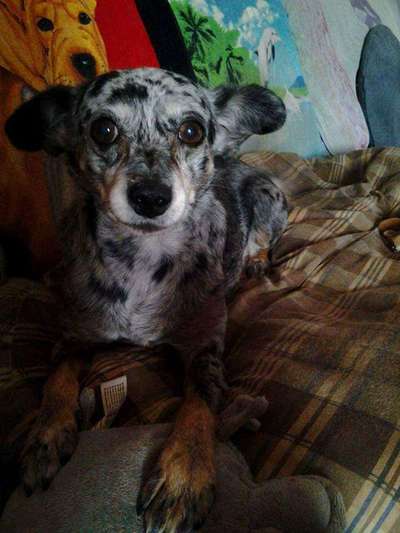 Zeichnungen eurer Hunde-Beitrag-Bild