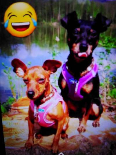 Hier ist der Spaßthread. Zum Schmunzeln und Kaputtlachen-Beitrag-Bild