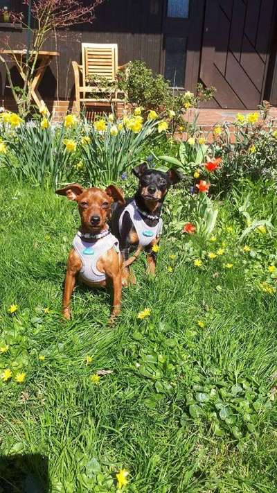 Die Dogorama Monats Challenge "Es grünt und blüht"-Beitrag-Bild