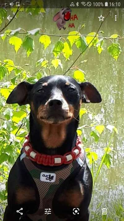 Lustigsten Grimassen von euren Hunden-Beitrag-Bild